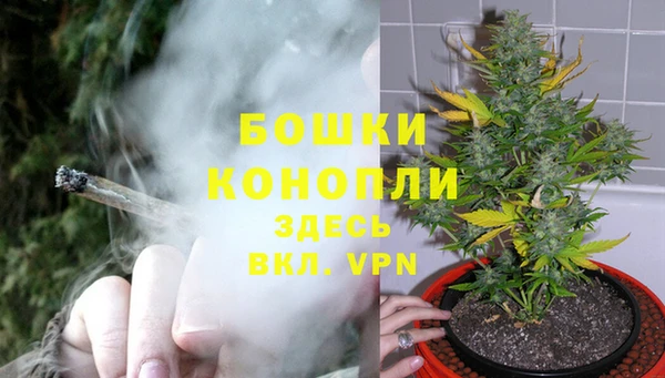 сатива Бородино